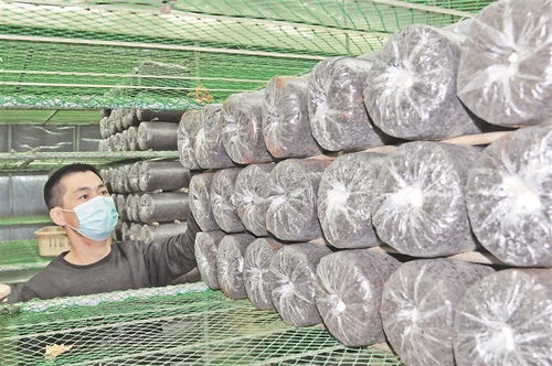 肇东巧变“原字号”为“特色牌” 农产品华丽转身，引领家用纺织制成品新风尚